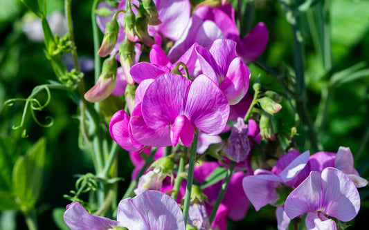 Sweet Pea Fragrance Oil