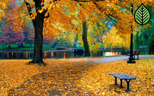 Autumn Leaves Fragrance Oil - Candeo Candle Supply