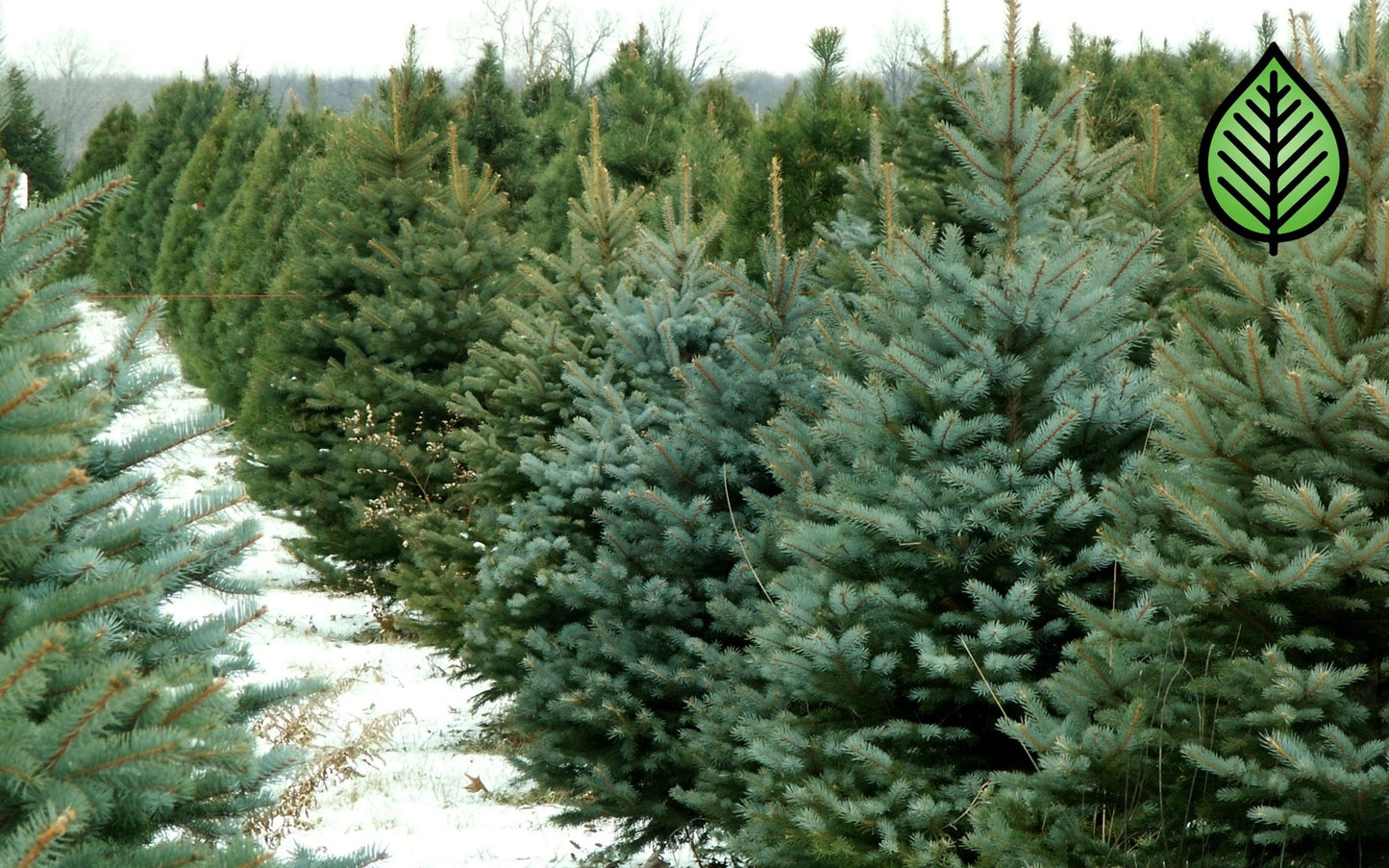Fraser Fir Fragrance Oil - Candeo Candle Supply