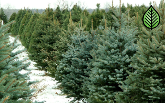 Fraser Fir Fragrance Oil - Candeo Candle Supply