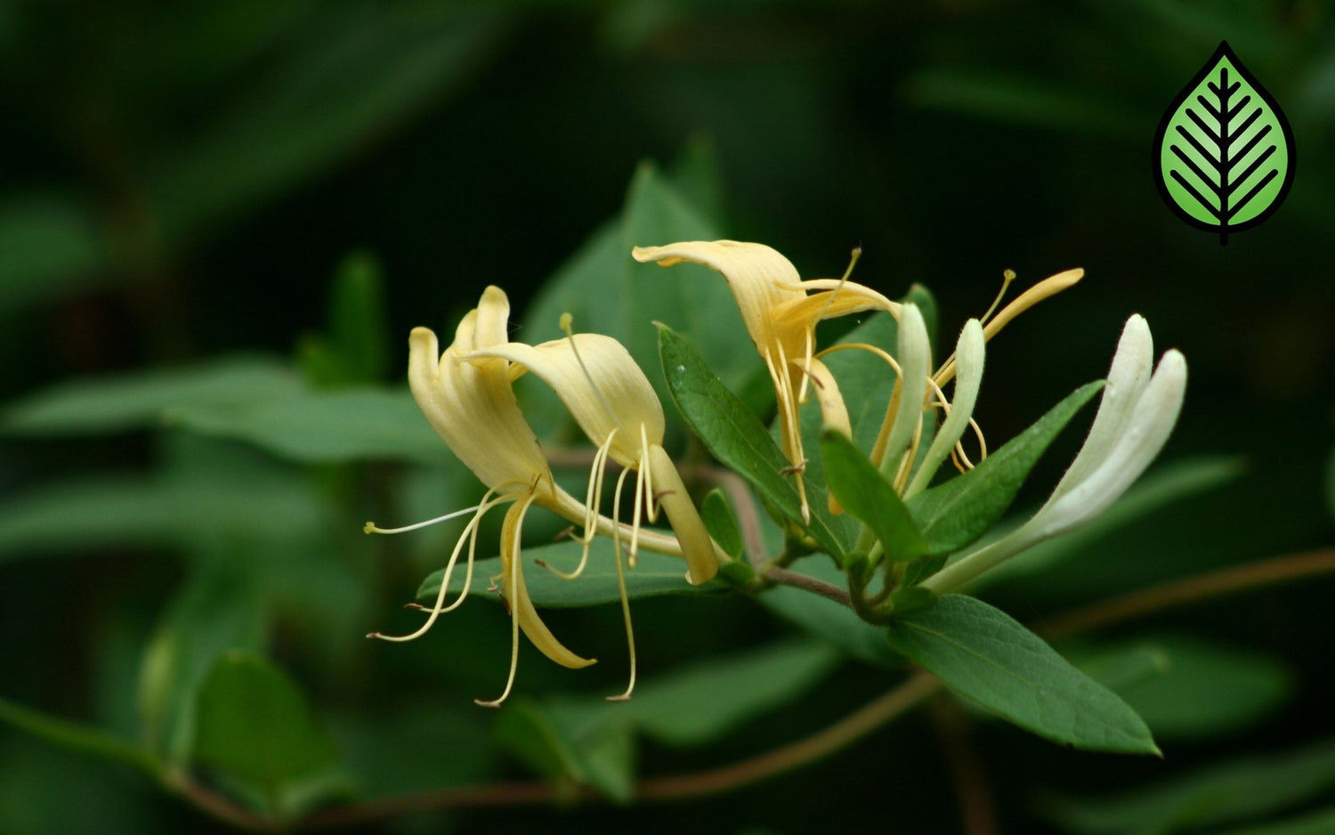 Honeysuckle Jasmine Fragrance Oil - Candeo Candle Supply