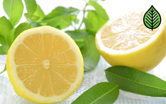 Lemon Verbena Fragrance Oil - Candeo Candle Supply