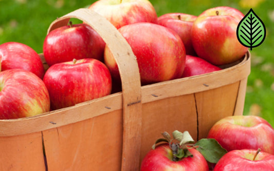 Apple Harvest Fragrance Oil - Candeo Candle Supply