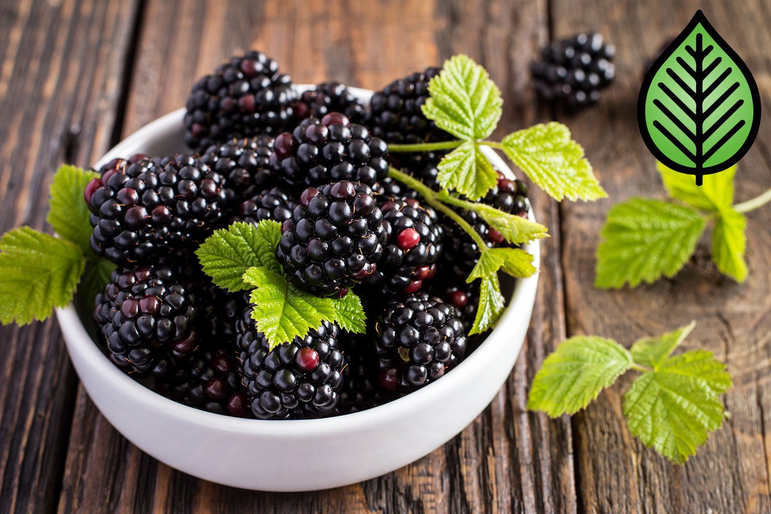 Blackberry Sage Fragrance Oil - Candeo Candle Supply