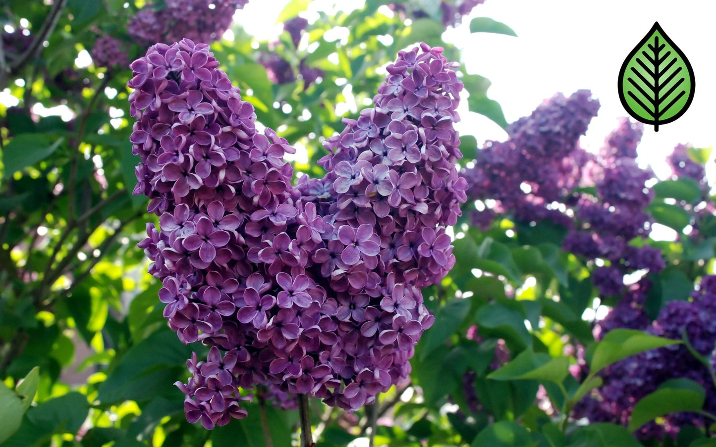 Old-Fashioned Lilac Fragrance Oil - Candeo Candle Supply