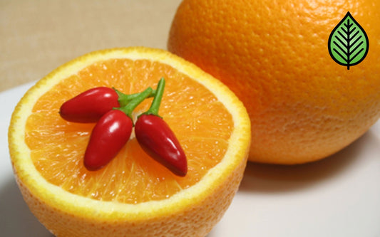 Sweet Orange Chili Pepper Fragrance Oil - Candeo Candle Supply