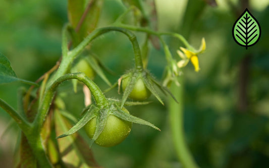 Tomato Vine Fragrance Oil - Candeo Candle Supply