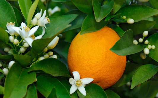 Orange Blossom Fragrance Oil - Candeo Candle Supply