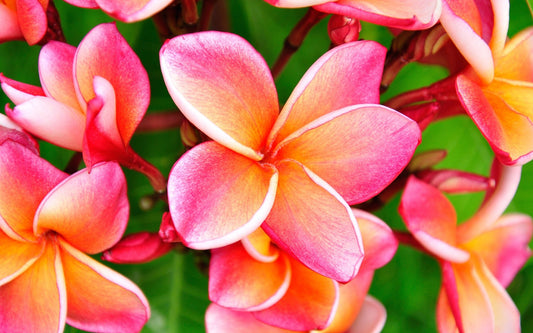 Perfectly Plumeria Fragrance Oil - Candeo Candle Supply