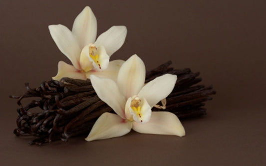 Vanilla Passion Fragrance Oil - Candeo Candle Supply